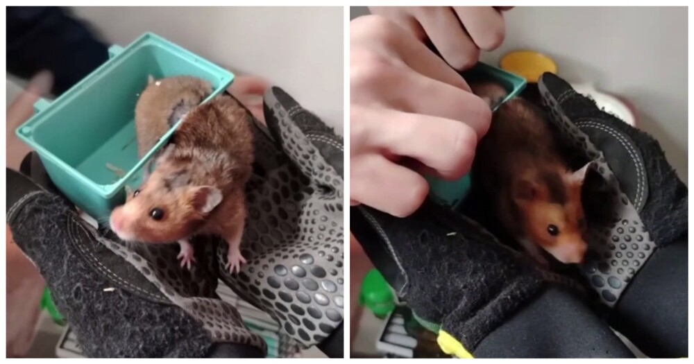 
        Спасатели пришли на&nbsp;помощь хомяку    