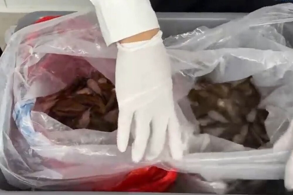 
        Китаянка пыталась пронести на&nbsp;себе более 200&nbsp;живых рыб    