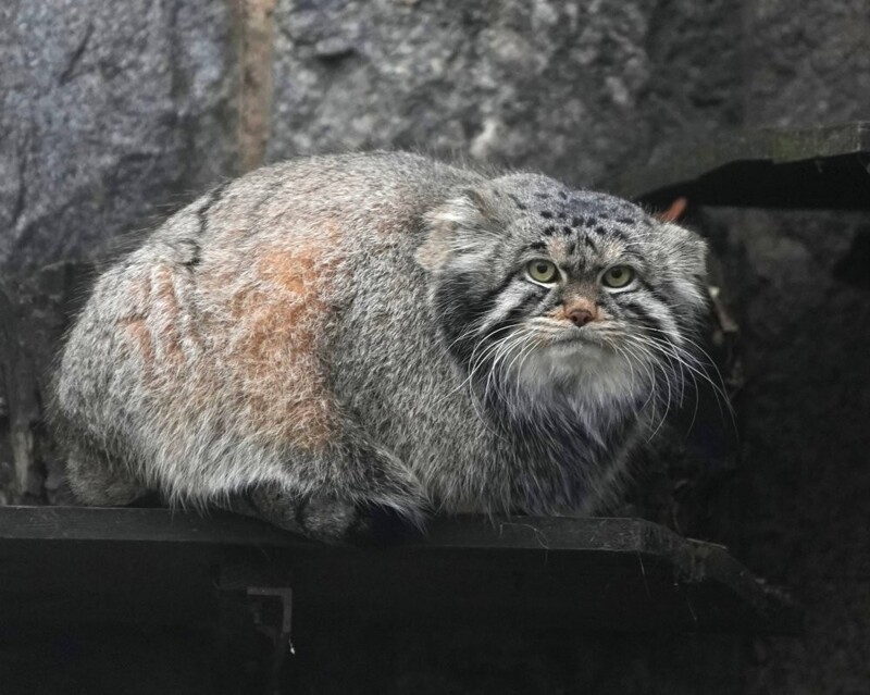 
        Попытка толстенького манула Тимофея забраться на&nbsp;дерево    