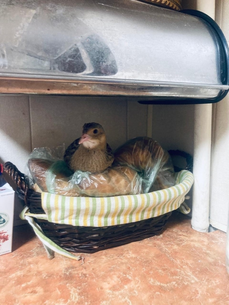 
        История о&nbsp;том, как&nbsp;птица пыталась соблазнить хозяйку    