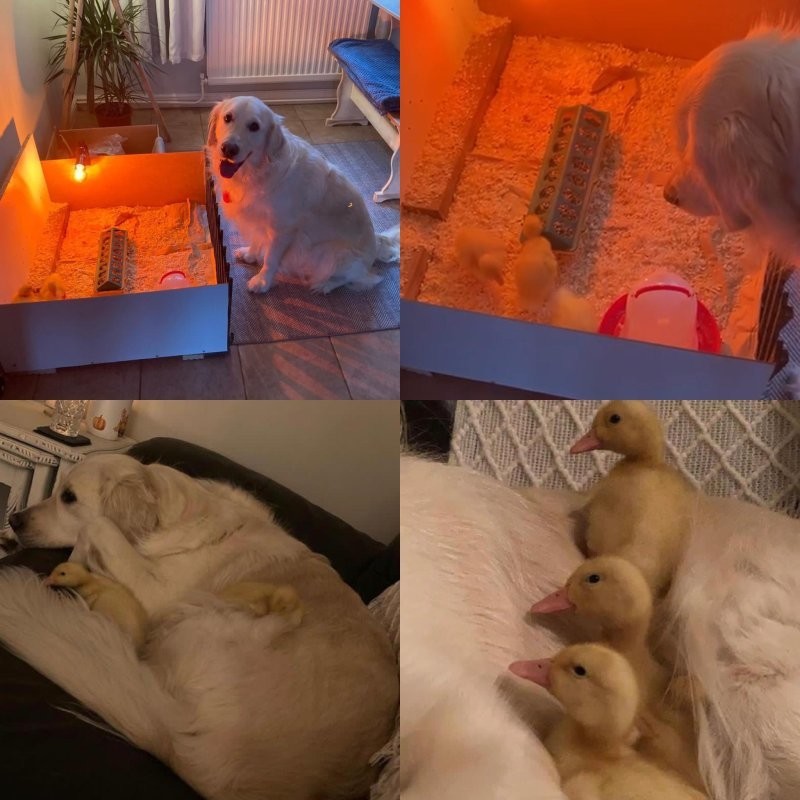 
        20&nbsp;примеров невероятной глубины пушистых сердец    