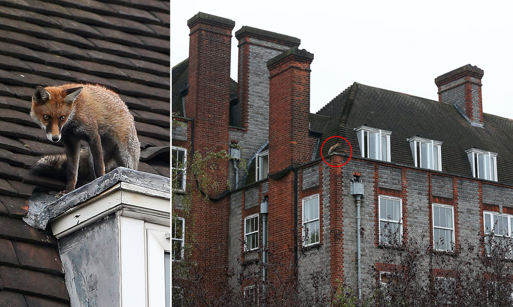 
        5&nbsp;причин не&nbsp;заводить лису: дыры в&nbsp;полу, руки в&nbsp;крови, вонища адская!    