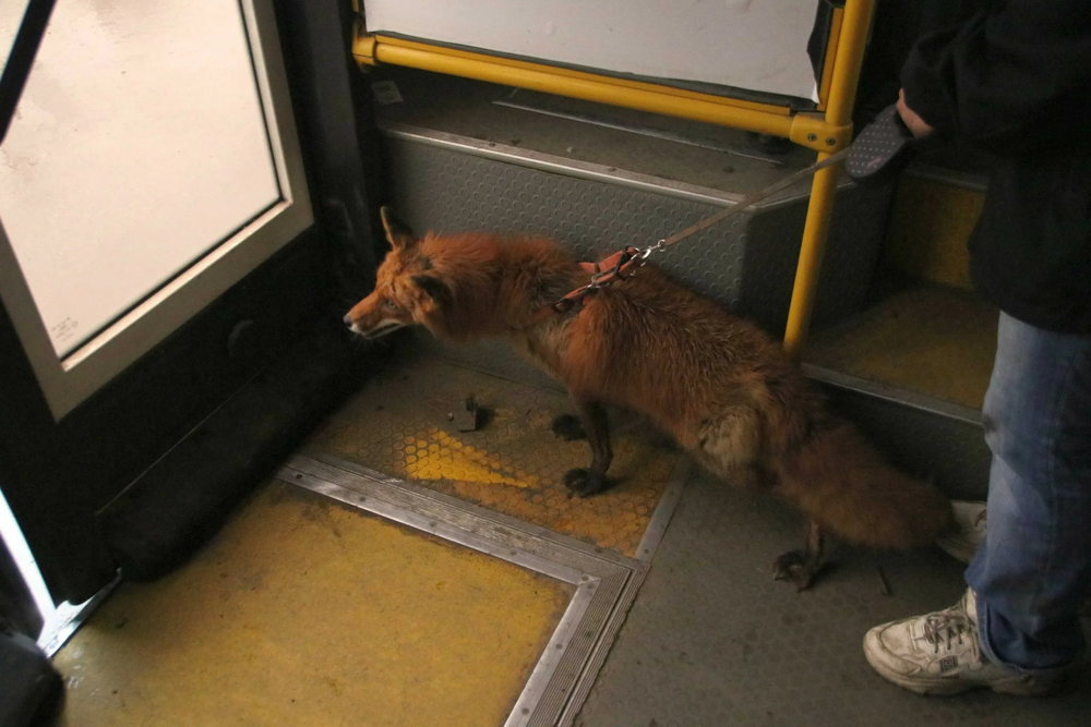 
        5&nbsp;причин не&nbsp;заводить лису: дыры в&nbsp;полу, руки в&nbsp;крови, вонища адская!    