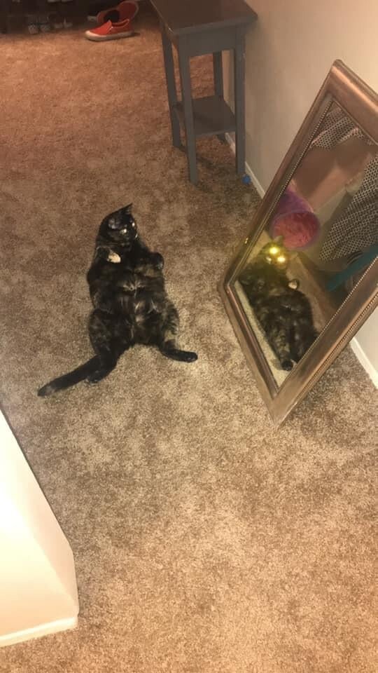 
        30&nbsp;кошачьих поз, которые смешнее любого мема    