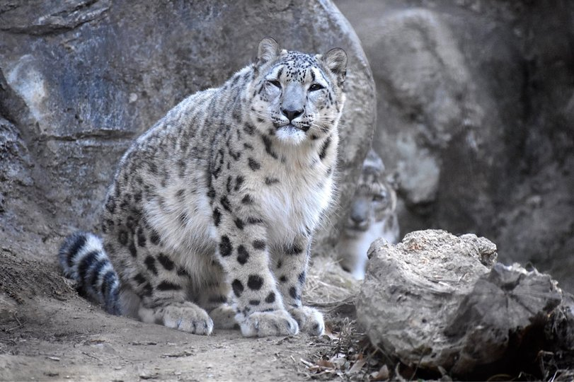 Как нейросети губят животных?
Как нейросети губят животных?