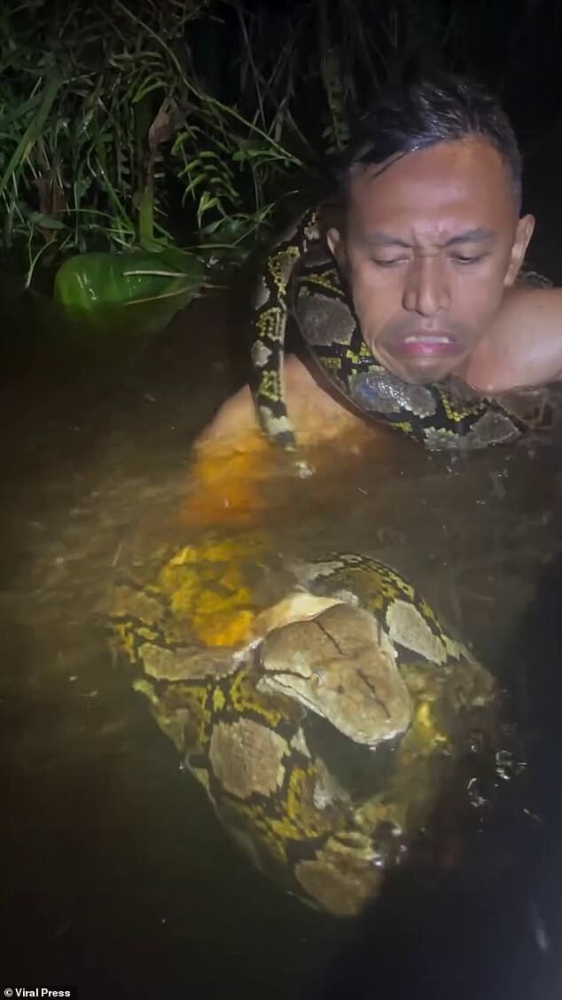 
        Жуткий момент: шестиметровый питон обвивается вокруг шеи&nbsp;гида на&nbsp;Борнео    