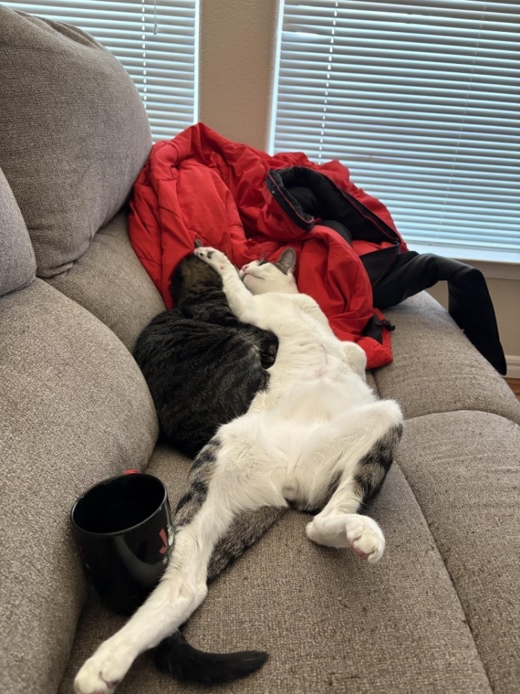 
        30&nbsp;кошачьих поз, которые смешнее любого мема    