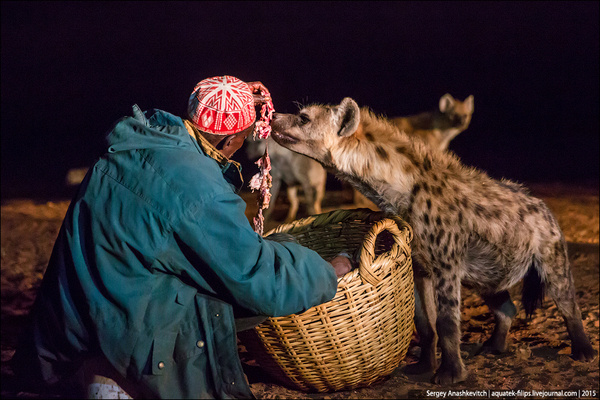 
        5&nbsp;фактов, которые меняют представление о&nbsp;гиенах    