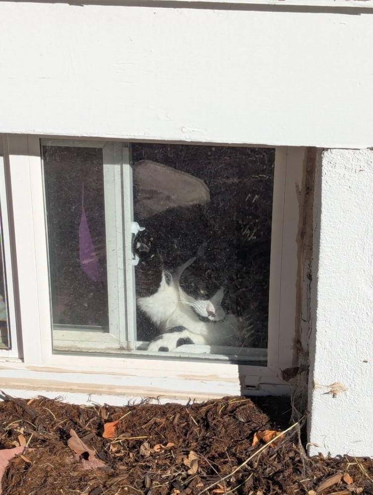 
        30&nbsp;кошачьих поз, которые смешнее любого мема    