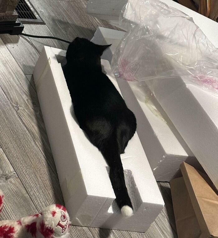 
        35&nbsp;доказательств, что&nbsp;котикам везде удобно    