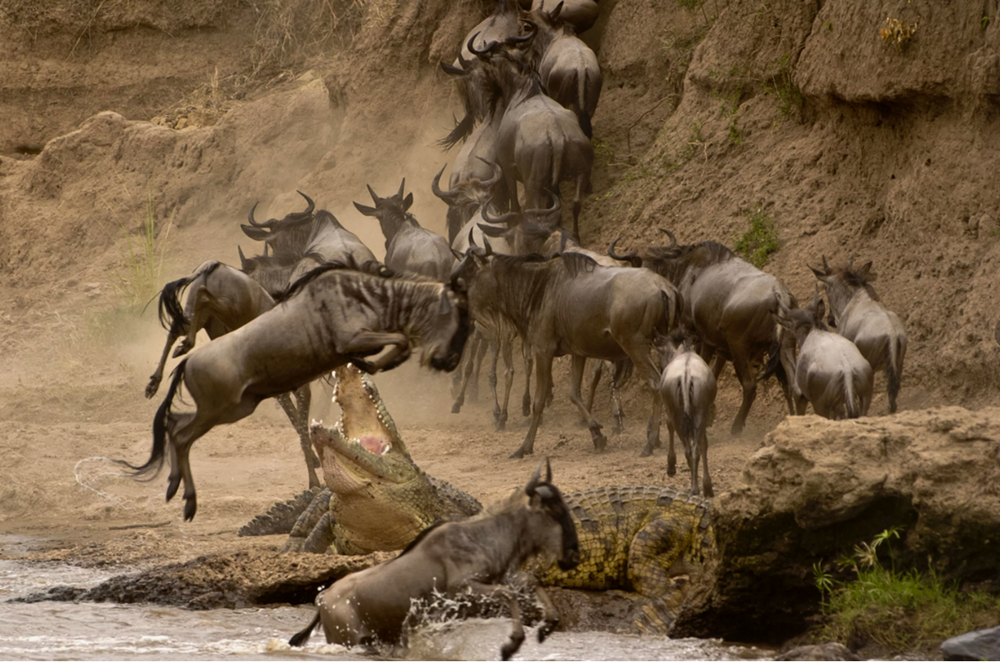 Водопой: место максимальной опасности в Африке
Водопой: место максимальной опасности в Африке