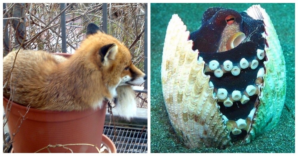 
        22&nbsp;очаровательных создания, которые способны с&nbsp;комфортом разместиться где&nbsp;угодно    