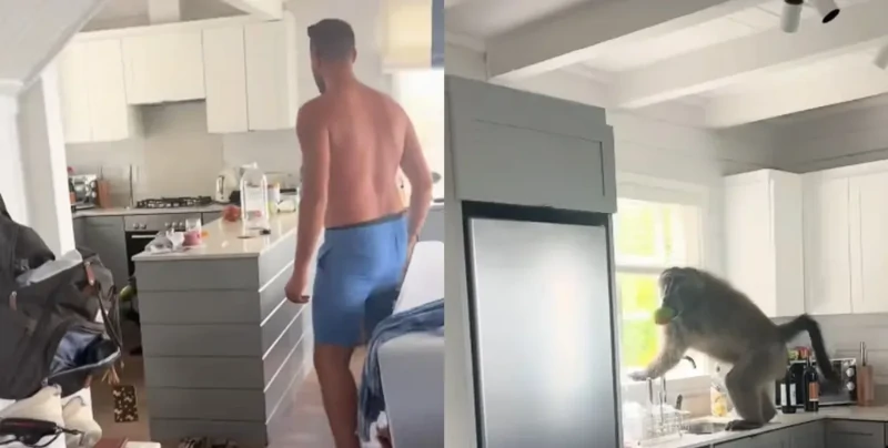 
        В&nbsp;Южной Африке бабуин пробрался в&nbsp;квартиру туристов и&nbsp;устроил фруктовый пир    