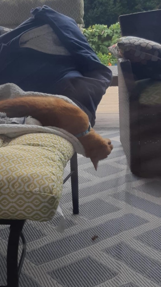 
        30&nbsp;кошачьих поз, которые смешнее любого мема    