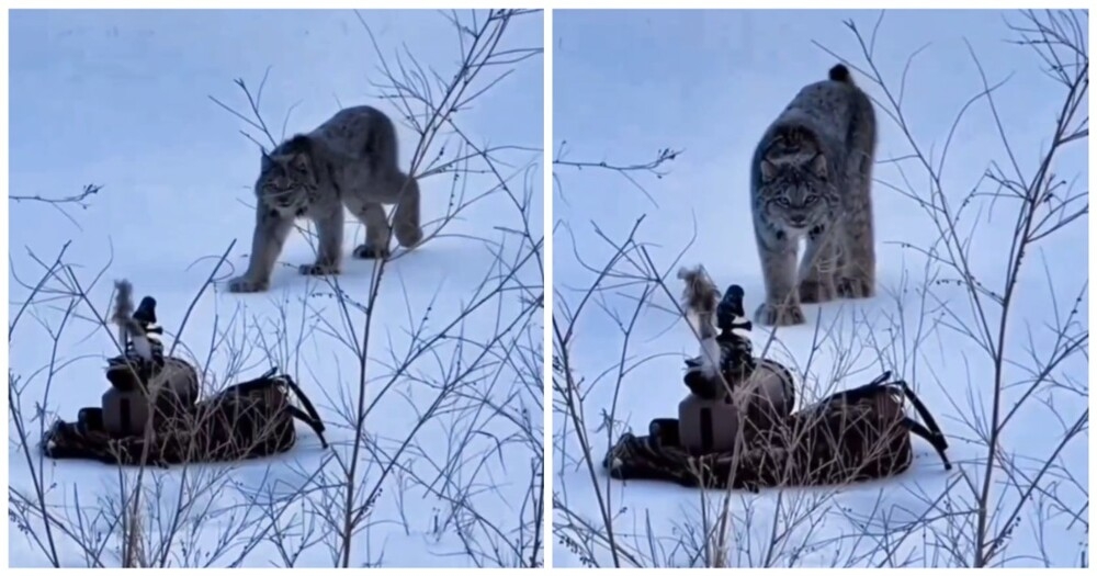Дикая кошка не смогла пройти мимо "игрушки"
Дикая кошка не смогла пройти мимо "игрушки"