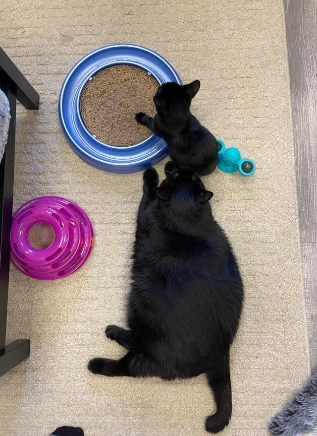 
        18&nbsp;котиков, которые благодаря своим размерам могут считаться сразу за&nbsp;двух питомцев    