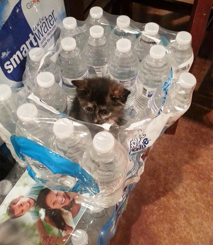 
        22&nbsp;очаровательных создания, которые способны с&nbsp;комфортом разместиться где&nbsp;угодно    