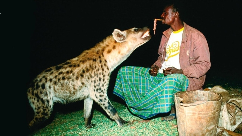 
        5&nbsp;фактов, которые меняют представление о&nbsp;гиенах    