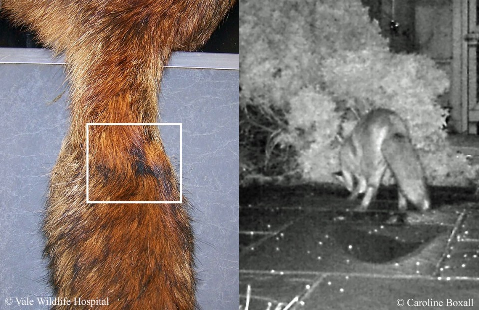 
        5&nbsp;причин не&nbsp;заводить лису: дыры в&nbsp;полу, руки в&nbsp;крови, вонища адская!    