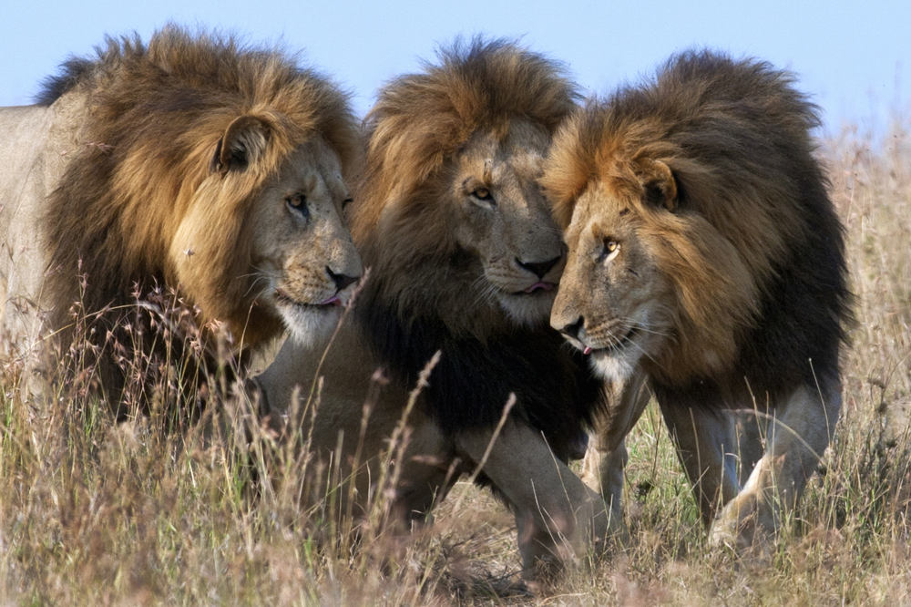 5 фактов, которые меняют представление о львах
5 фактов, которые меняют представление о львах