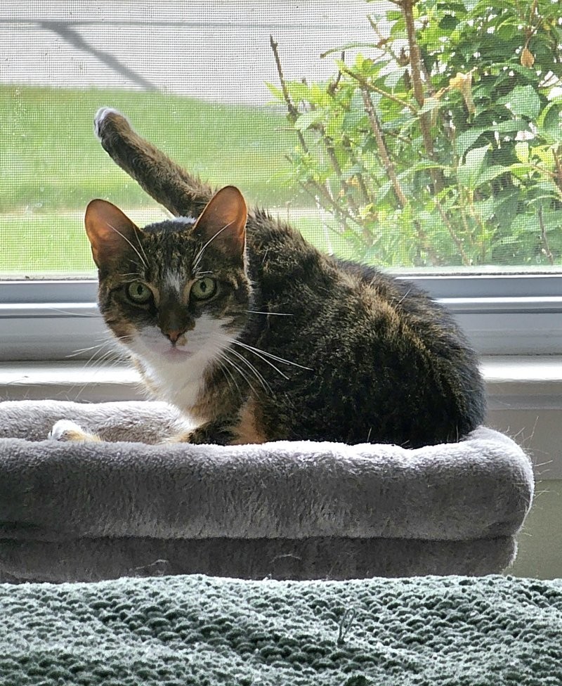 
        30&nbsp;кошачьих поз, которые смешнее любого мема    