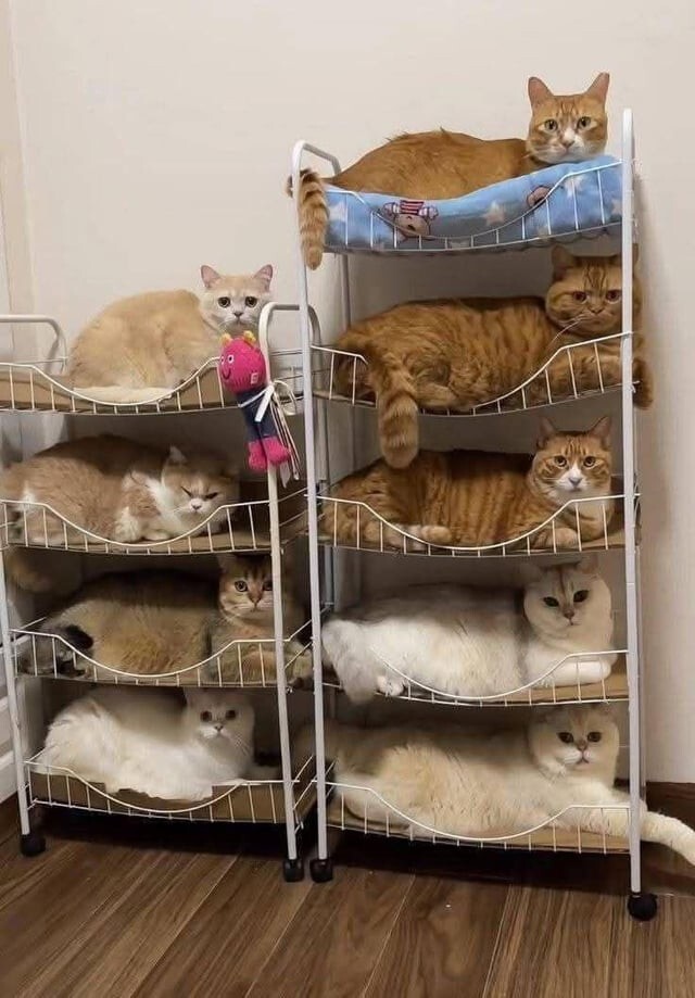 
        35&nbsp;доказательств, что&nbsp;котикам везде удобно    