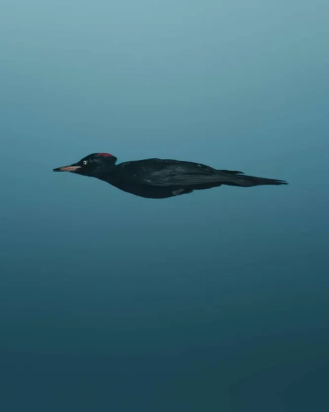 
        Стыдливый слон и&nbsp;танцующие лемуры: посмотрите на&nbsp;самые смешные фото животных 2025 года!    