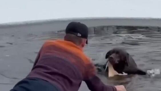 
        Герой на&nbsp;льду: мужчина вытащил собаку из&nbsp;воды в&nbsp;Тюмени    