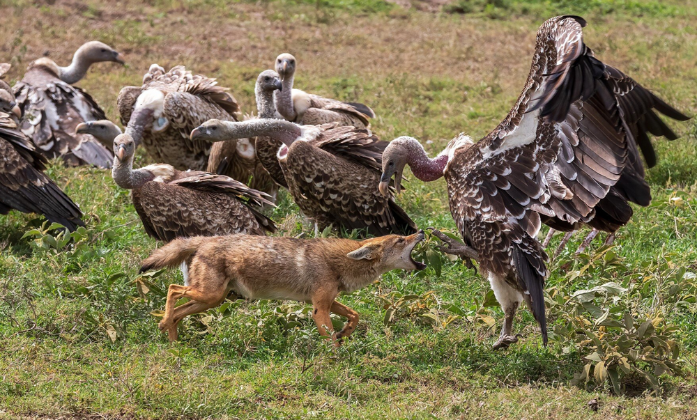 Золотистый волк: самый слабый и маленький хищник в мире
Золотистый волк: самый слабый и маленький хищник в мире