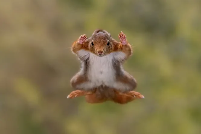 
        Стыдливый слон и&nbsp;танцующие лемуры: посмотрите на&nbsp;самые смешные фото животных 2025 года!    