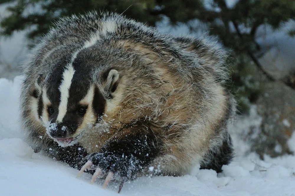 
        Американский барсук: неадекватный и&nbsp;злой    