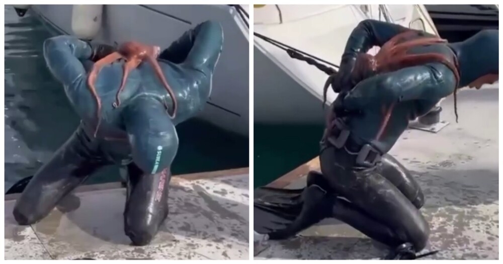 
        Осьминог напал на&nbsp;дайвера в&nbsp;Турции    