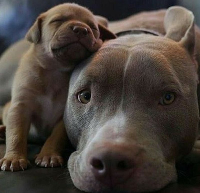 
        18&nbsp;трогательных моментов из&nbsp;жизни семейств диких зверей и&nbsp;домашних животных    