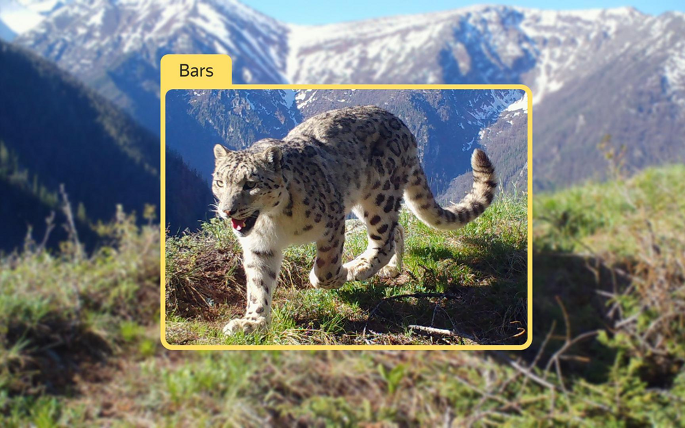 Как нейросети губят животных?
Как нейросети губят животных?