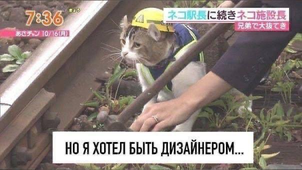 Подборка жизненных мемов о трудностях работы