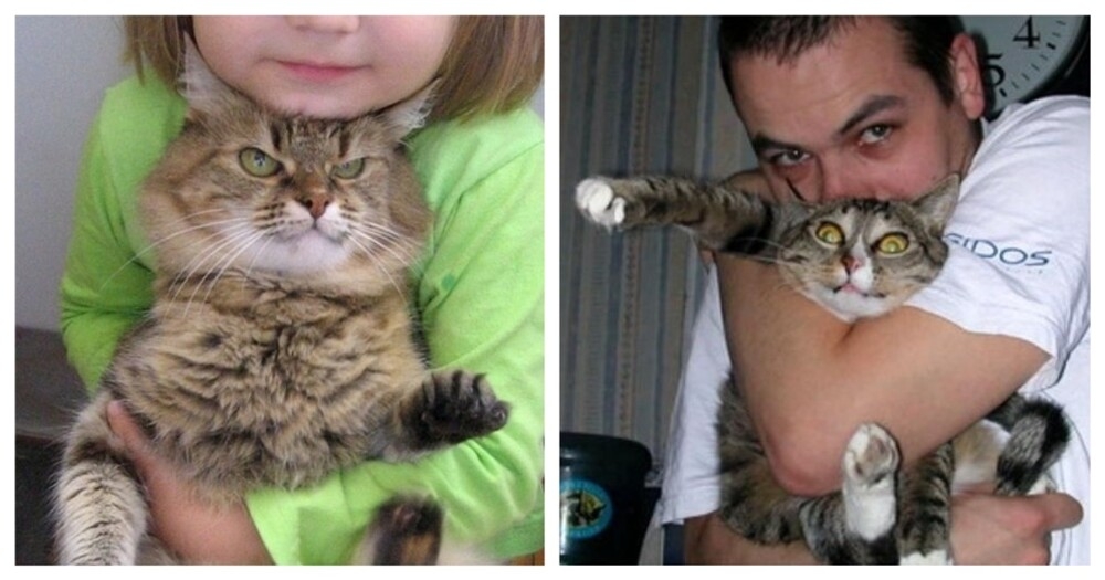 Кошкам тоже приходится несладко
Кошкам тоже приходится несладко