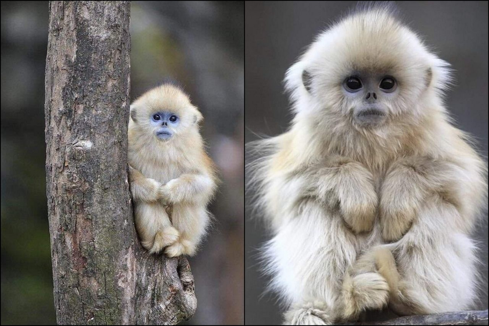 Курносая обезьяна: лишилась носа и «посинела» от холода
Курносая обезьяна: лишилась носа и «посинела» от холода