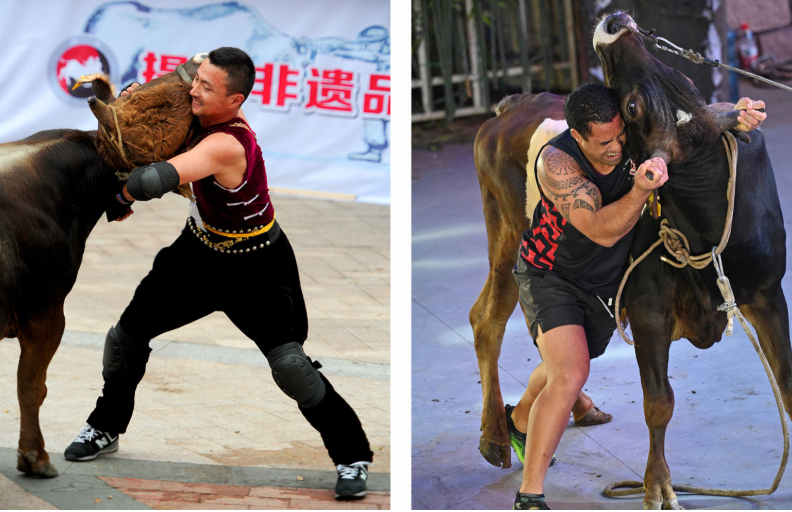 Китайская борьба с быком голыми руками
Китайская борьба с быком голыми руками