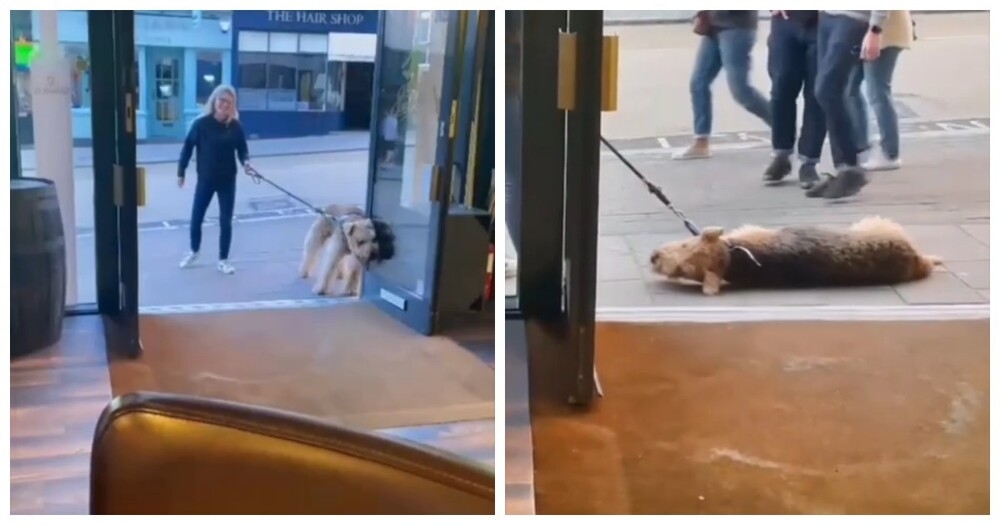 В Англии пёс отказался продолжить прогулку, пока не зайдёт в паб
В Англии пёс отказался продолжить прогулку, пока не зайдёт в паб