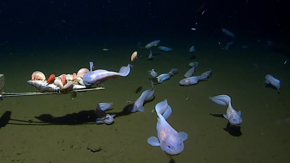 Самые глубоководные рыбы из известных на сегодня науке
Самые глубоководные рыбы из известных на сегодня науке