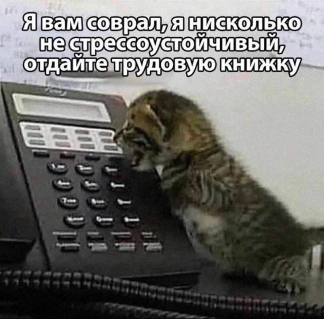 Подборка жизненных мемов о трудностях работы