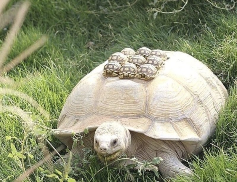 
        18&nbsp;трогательных моментов из&nbsp;жизни семейств диких зверей и&nbsp;домашних животных    