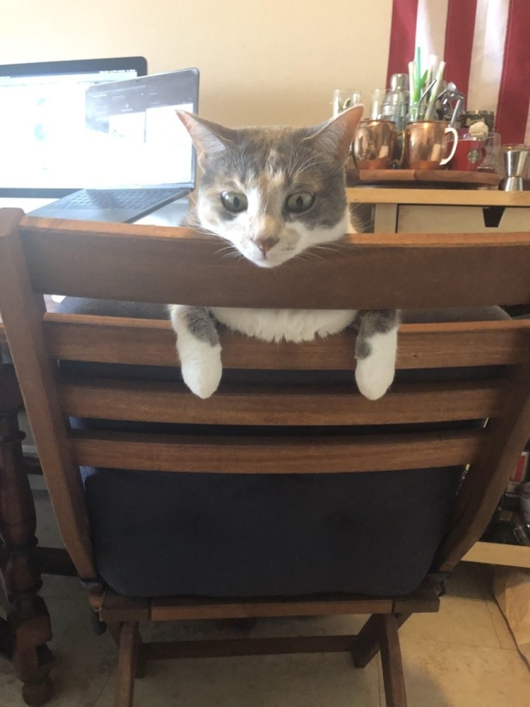 
        30&nbsp;кошачьих поз, которые смешнее любого мема    