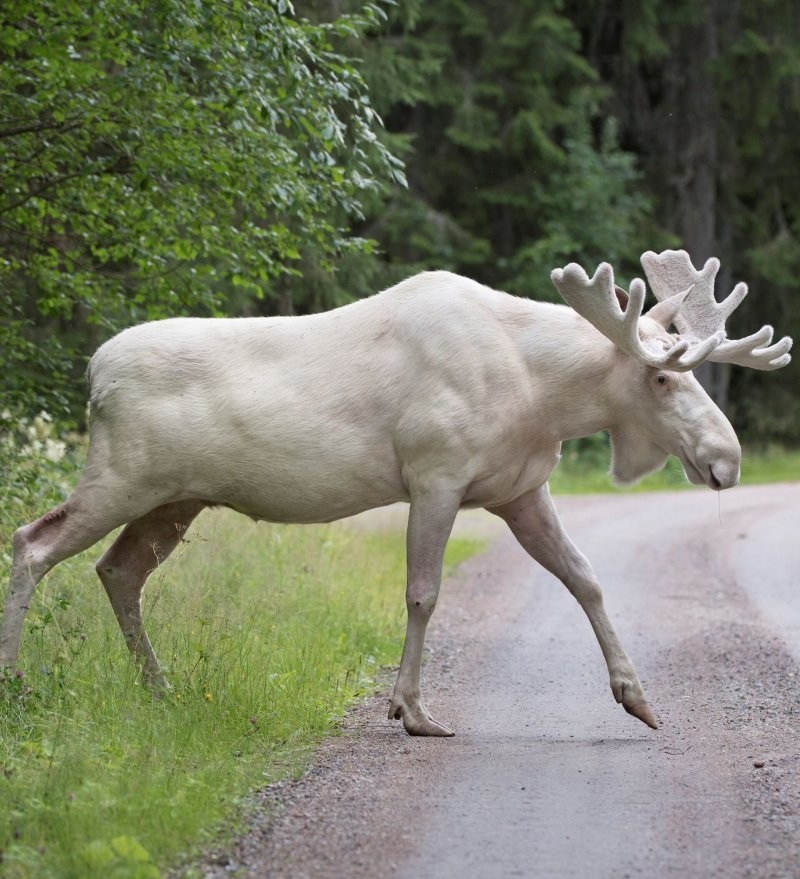
        20&nbsp;примеров нестандартных и&nbsp;аномальных красок природы    