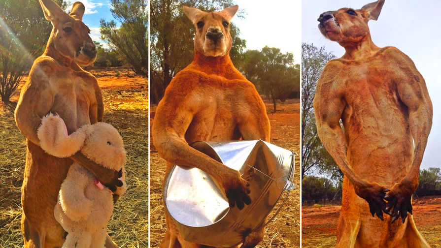 
        Правда ли, что&nbsp;в&nbsp;Австралии разводят и&nbsp;едят кенгуру, как&nbsp;коров или&nbsp;овец?    