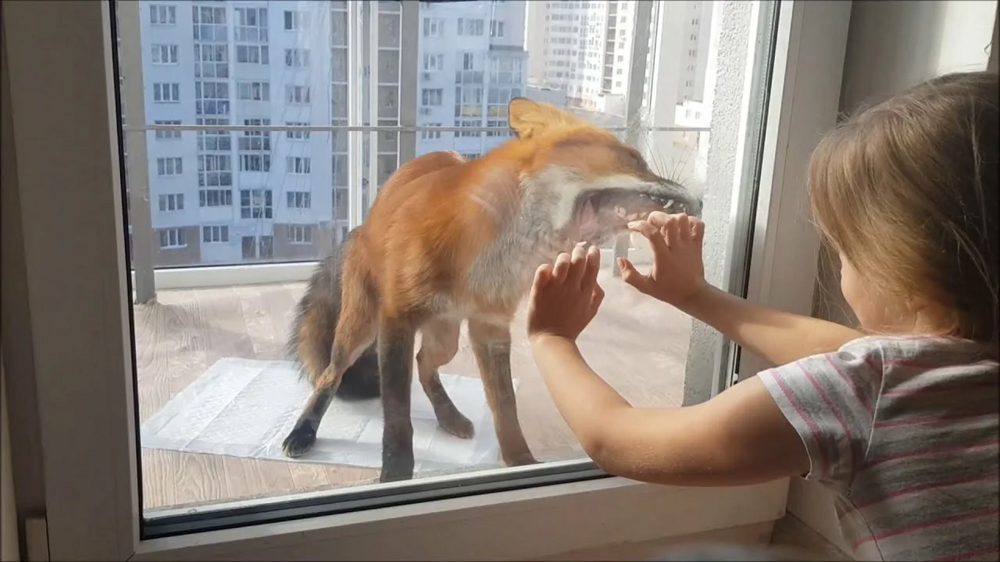 
        5&nbsp;причин не&nbsp;заводить лису: дыры в&nbsp;полу, руки в&nbsp;крови, вонища адская!    