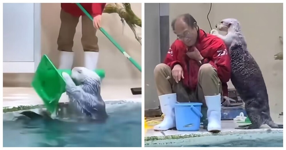 Самая заботливая выдра: помогла убраться и поблагодарила массажем
Самая заботливая выдра: помогла убраться и поблагодарила массажем