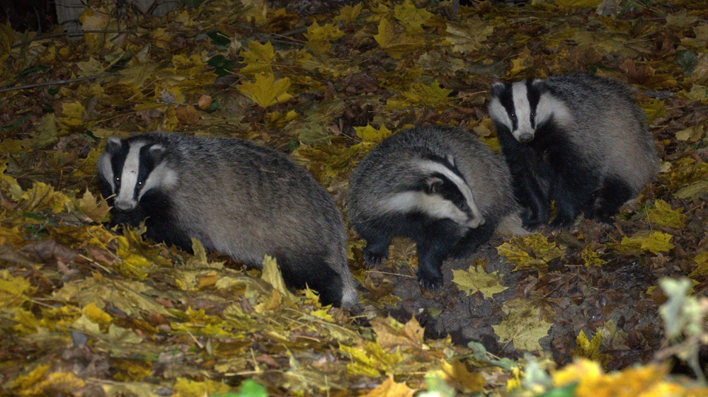 
        Барсук: обитает по&nbsp;всей России, но&nbsp;вы&nbsp;его&nbsp;не&nbsp;встретите    