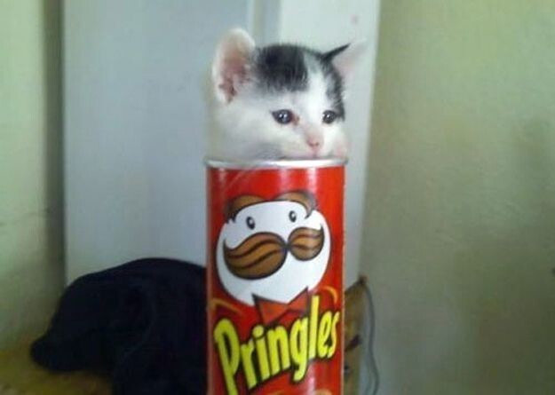 
        22&nbsp;очаровательных создания, которые способны с&nbsp;комфортом разместиться где&nbsp;угодно    