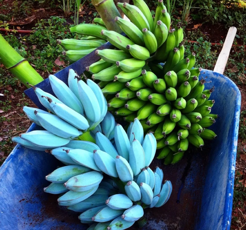 
        20&nbsp;примеров нестандартных и&nbsp;аномальных красок природы    